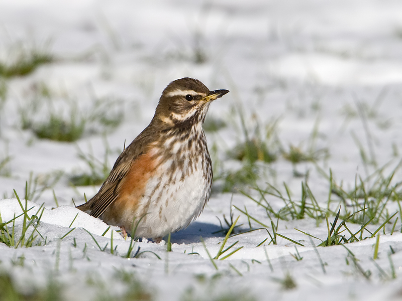 Turdus iliacus Redwing Koperwiek